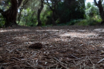 Fototapeta premium Buskett Gardens in Malta (landscape)