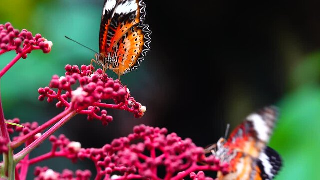 butterfly on flower