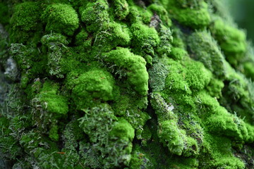 old cemetery in the forest, moss on the stone in the old forest