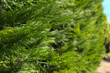 Branches of green thuja. Selective focus on the branches of an evergreen coniferous tree. Photo on the screensaver.