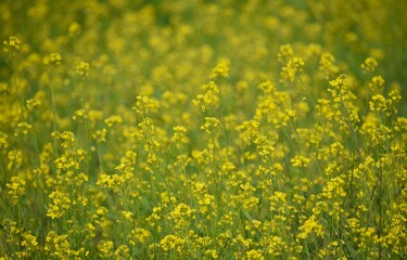 field of yellow flowers, mustard farm
