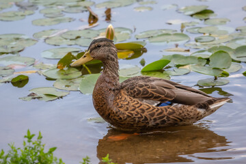 Duck in the pond full of lily pads.