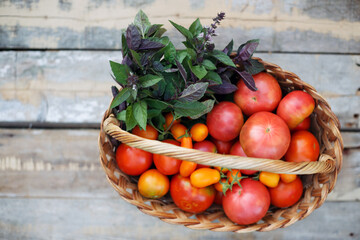 harvesting in a basket