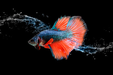 red betta fish in water splash
