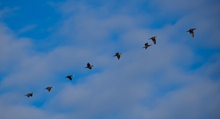 birds in flight