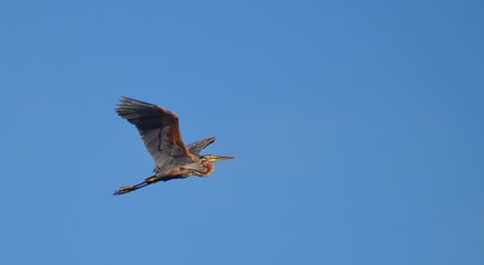 purple heron in flight