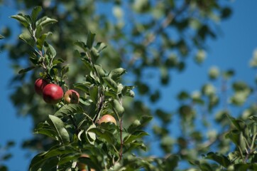 Apple tree