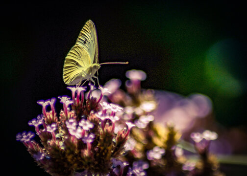 Butterfly On flower