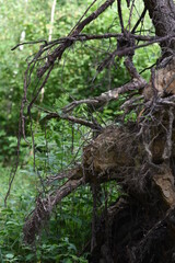 pine forest, transparent and heavily cleaned.
European forest