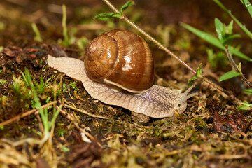 Weinbergschnecke auf dem Waldboden