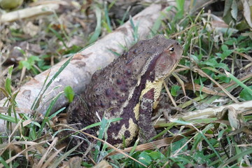 ニホンヒキガエル