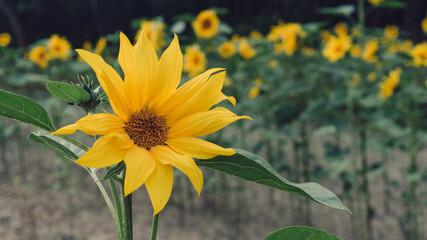 Ein Sonnenblumenfeld am Morgen