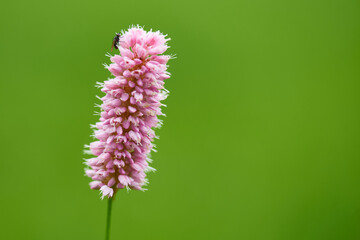 Schlangen-Knöterich auf einer Wiese