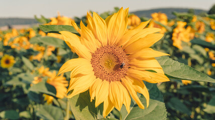 Ein Sonnenblumenfeld am Morgen