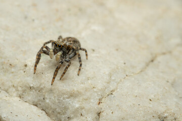 Pseudeuophrys lanigera wollige Mauerspringspinne