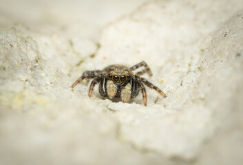 Pseudeuophrys lanigera wollige Mauerspringspinne