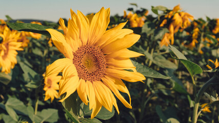 Ein Sonnenblumenfeld am Morgen