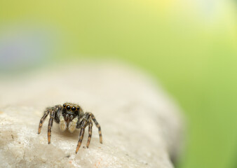 Pseudeuophrys lanigera wollige Mauerspringspinne