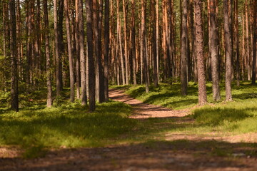 pine forest, transparent and heavily cleaned.
European forest