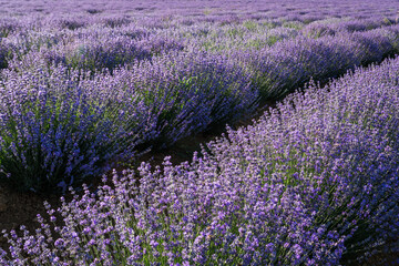 Fototapeta na wymiar Sunset over a violet lavender field in Greece