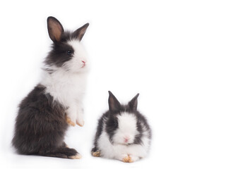 Two cute little black and white bunny rabbit, one standing on two feet and the other sitting down on white background.