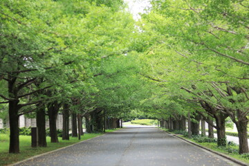 Fototapeta na wymiar Various landscapes of Showakinen Park,japan,tokyo