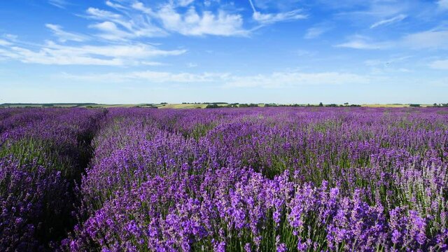 Beautiful day over lavender field	
