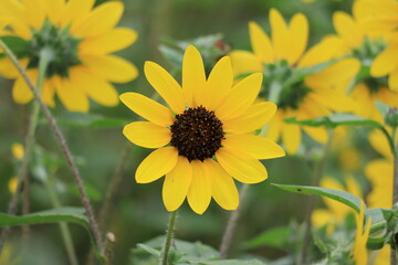 Sun flower and Soap bubble in Showakinen Park,japan,tokyo