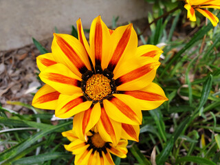 Colorful flower Gazania rigens. Close up  of gazania rigens or gazania linearis.