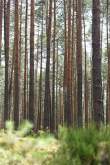pine forest, transparent and heavily cleaned.
European forest