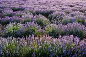 Sunset over a violet lavender field in Greece