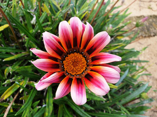 Close up of purple flower Gazania rigens on the bush.