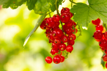 A sprig of red currants on a bush. Blurred green background. Macro photography