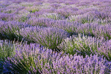 Naklejka na ściany i meble Sunset over a violet lavender field in Greece