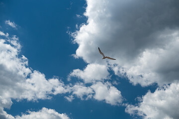 
Seagull on a background of blue sky in the sea flies