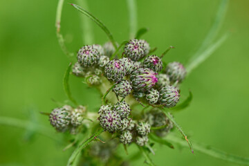 Knospe der Sumpf-Kratzdistel (Cirsium palustre)