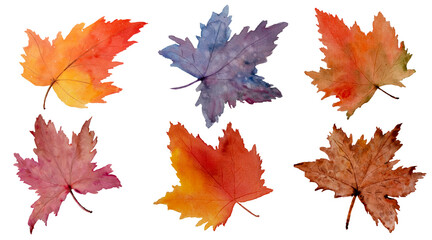 Set of varieties of Autumn maple leaves in different shades, hand drawn and brush paint with watercolor. All illustration elements isolated on white.