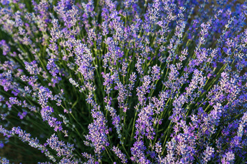 Sunset over a violet lavender field in Greece