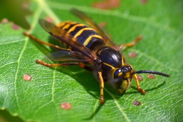 European hornet (Vespa crabro) perched on poplar leaf.