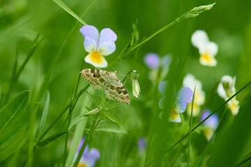 Weißbinden-Labkrautspanner (Epirrhoe rivata)