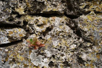 A background image of mossy rock pattern in nature