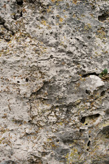 A background image of mossy rock pattern in nature