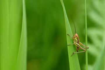Nymphe von Roesels Beißschrecke (Roeseliana roeselii) 