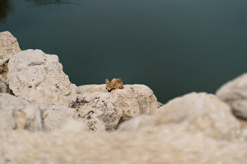 Little fox sunbathing on a white stone near water in nature. Discover wild animals in natural areal