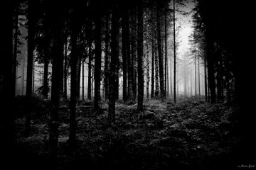 forest in fog