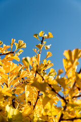 Yellow ginkgo biloba leaves on tree branches in sunshine against clear blue sky. Yellow tree in a Chinese garden in autumn