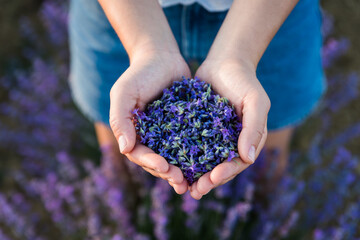 Woman hands filled up with fresh lavender flower, top view.