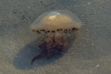jellyfish in the water