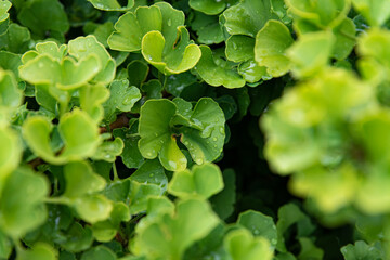 Fresh bright green ginkgo biloba leaves pattern. Natural foliage background. Ginkgo tree branches in garden