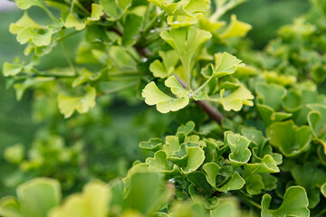Fototapeta na wymiar Fresh bright green ginkgo biloba leaves pattern. Natural foliage background. Ginkgo tree branches in garden